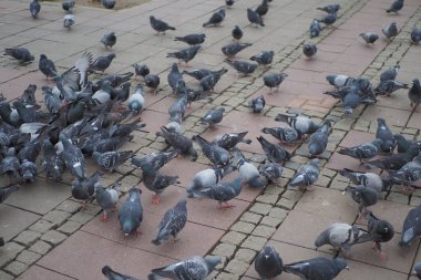 Güvercin besleme yeri