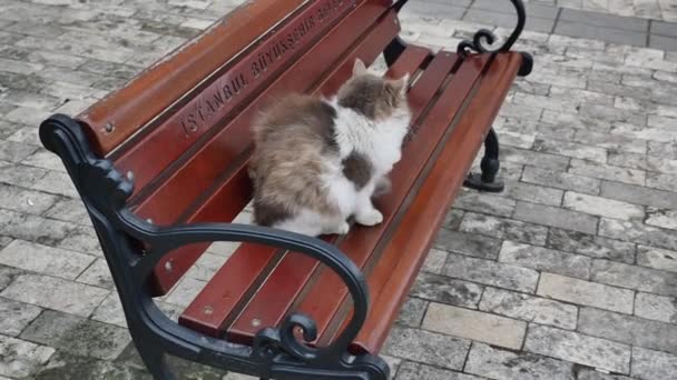 坐在公园长椅上的猫 — 图库视频影像