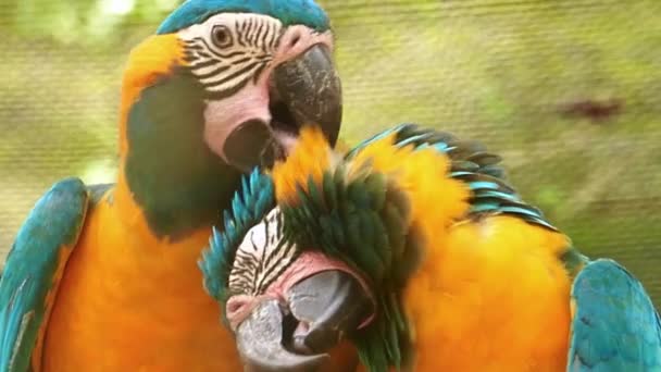 Två Blue Yellow Macaw Vilar Trädbrunch — Stockvideo