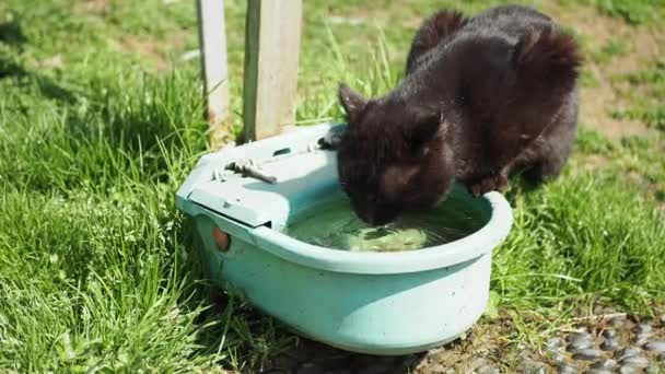 Zwart Kleur Kat Drinkt Schoon Water Uit Water Dispenserkat Drinkt — Stockvideo