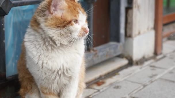 Kırmızı Kedi Dışarı Bakıyor — Stok video