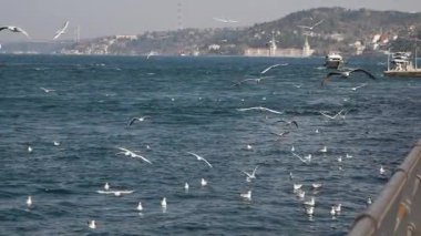 Güneşli bir yaz gününde İstanbul 'da mavi gökyüzünde uçan martılar. .