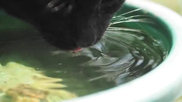Cat Warna Hitam Minum Air Bersih Dari Dispensercat Air Bersih — Stok Video