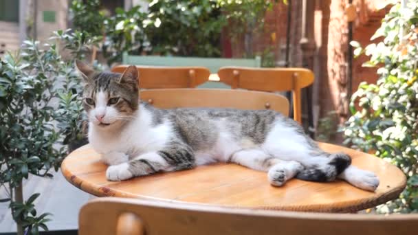 Gato Descansando Uma Mesa Café Istanbul — Vídeo de Stock