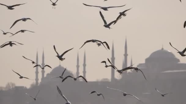 Cámara Lenta Gaviotas Volando Estambul — Vídeo de stock