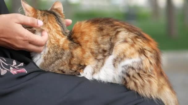 雌性拥抱她的猫 和猫生活在一起的人 — 图库视频影像