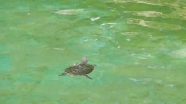 Junge Schildkröte Schwimmt Auf Klarem Wasser — Stockvideo
