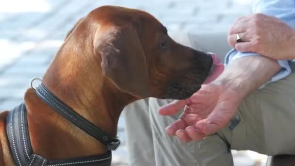 Ιδιοκτήτης Χαϊδεύοντας Σκυλί Του Υπαίθρια — Αρχείο Βίντεο