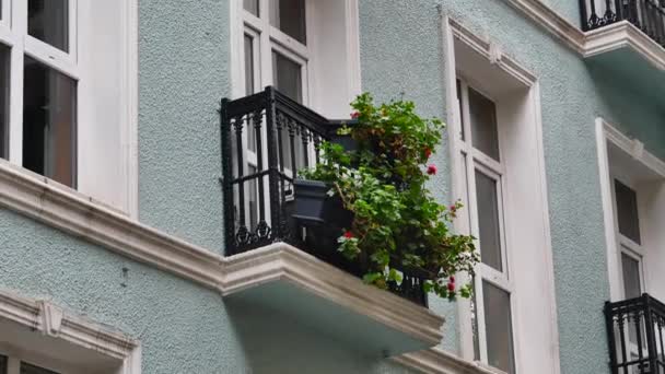 Flowering Plants Blooming Flowers Balcony House — Wideo stockowe