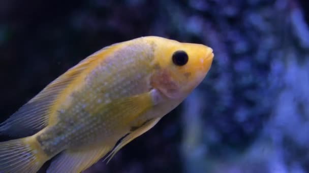 Акваріумні Риби Воді Крупним Планом — стокове відео