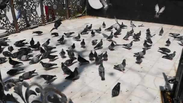 在地板上喂鸽子 — 图库视频影像