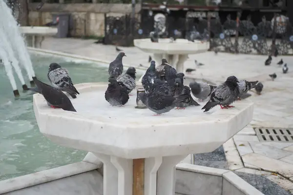 Nourrir Les Oiseaux Pigeons Sur Sol — Photo