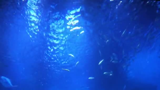 Низкий Угол Обзора Рыбы Водой — стоковое видео