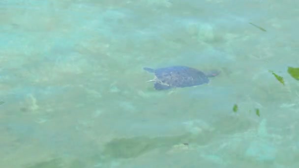 幼龟在清澈的水面上游泳 — 图库视频影像