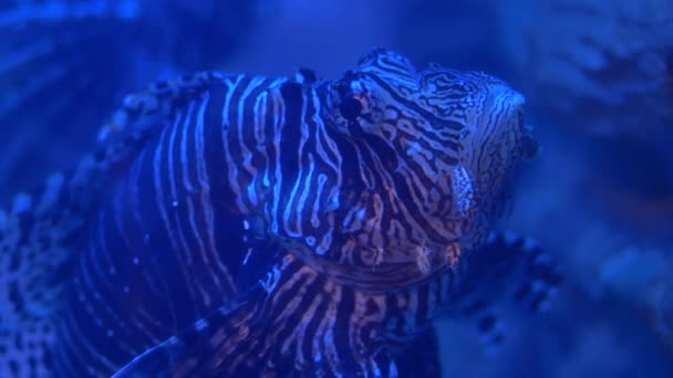 Aquarium Fish Water Close — Stockvideo