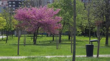 boş şehir yeşil parkı uzun ağaçlar ve budanmış otlar