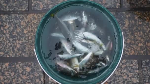伊斯坦布尔捕到的鱼和捕鱼设备 — 图库视频影像