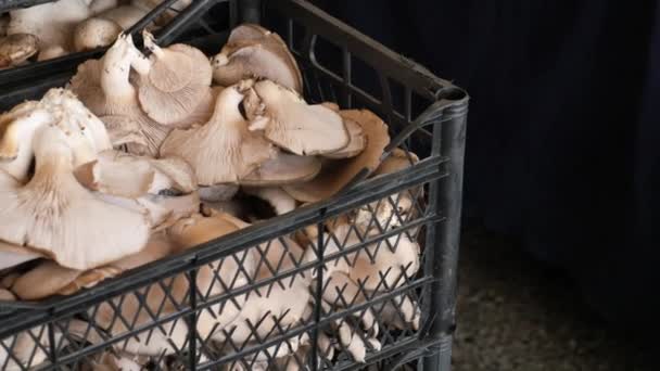 Frischer Pilz Plastikeimer Auf Bauernmarkt — Stockvideo