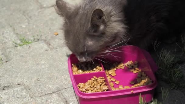 Katt Äter Skålen Gatan — Stockvideo