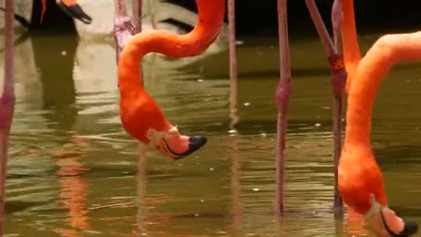 Uno Stormo Fenicotteri Rossi Rosa Nello Zoo Singapore — Video Stock