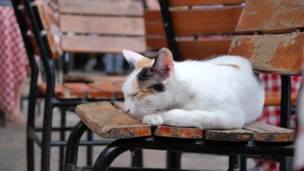 Gato Branco Vermelho Cadeira Café — Vídeo de Stock