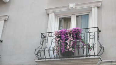 Flowering plants. Blooming flowers on balcony of a house .