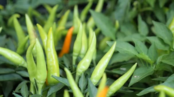 Growing Green Chilies Field Chili Plant — Stock Video