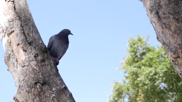 Aves Palomas Naturaleza — Vídeo de stock