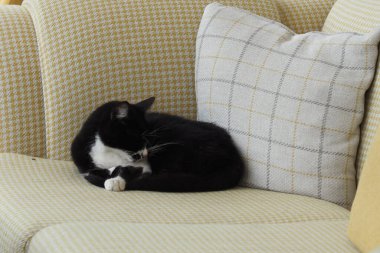  İstanbul 'daki kanepede dinlenen kara kedi. ,