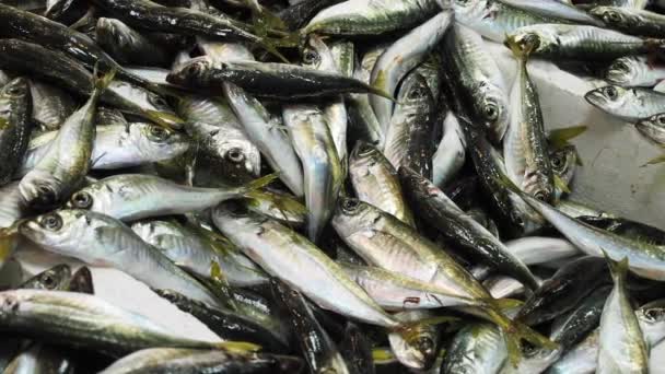 Świeże Ryby Lodzie Lokalnym Sklepie Spożywczym — Wideo stockowe