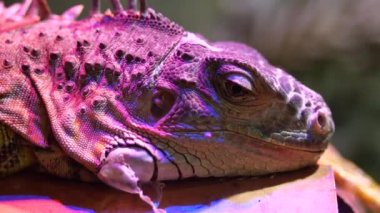  close up of Spiny Lizard Looks Around ,