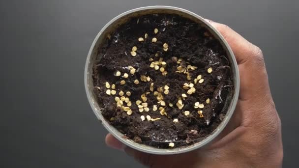 토양과 냄비에 뜨거운 후추의 씨앗을 — 비디오