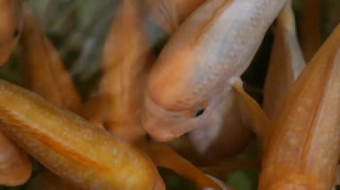 Sudaki akvaryum balığı. Kapatın. .