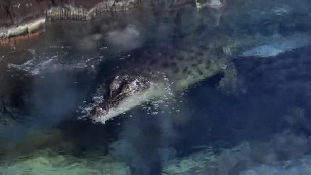 Krokodýl Plave Jezeře Vysoce Kvalitní Záběry — Stock video