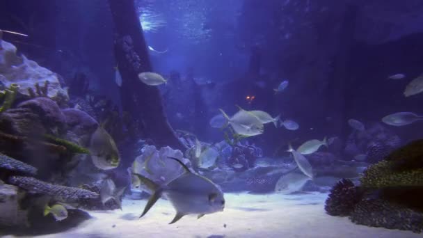Aquariumvissen Het Water Van Dichtbij — Stockvideo