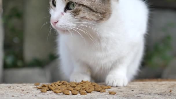 Gato Comendo Fora Tigela Rua — Vídeo de Stock