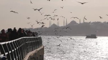 Tueky İstanbul 19 Haziran 2023. Boğaz 'da martılar uçuyor. .