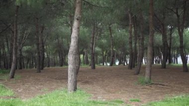 Sabah İstanbul Parkı 'nda yürürken pov fotoğrafı. .