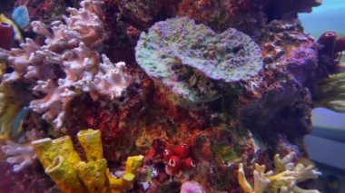 Renkli tropikal mercan resifleri. Güzel sualtı renkli balıklar. .