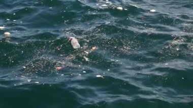 Göldeki Polution. Kirli su. Yüksek kalite 4k görüntü