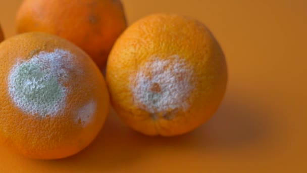 Jeruk Busuk Oranye Berjamur Pada Latar Belakang Warna — Stok Video