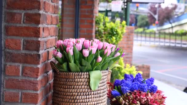 Fioletowe Tulipany Pudełku Pod Ścianą — Wideo stockowe