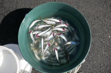 İstanbul 'da balık ve balıkçılık malzemeleri yakalandı..