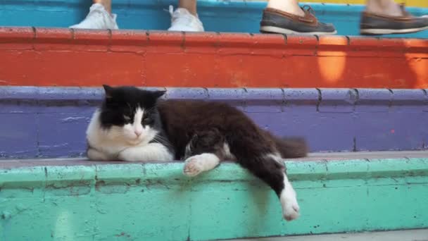 爱荷华街的一只灰色的猫坐在椅子上 — 图库视频影像