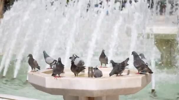 Gołębie Ptaki Przyrodzie — Wideo stockowe