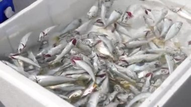 İstanbul 'da balık ve balıkçılık malzemeleri yakalandı..