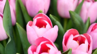  Duvara karşı bir kutuda mor laleler .