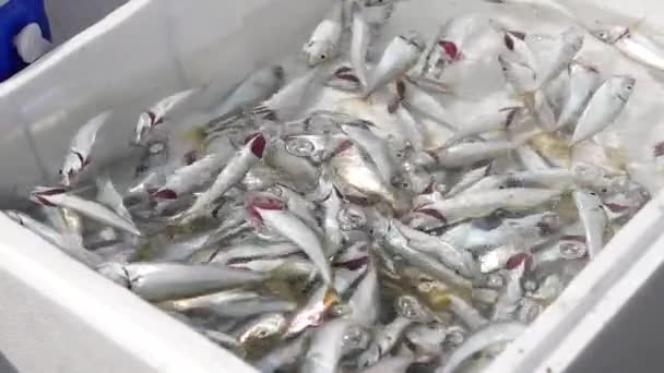 Peces Capturados Equipos Pesca Estambul — Vídeos de Stock