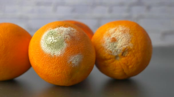 Shnilý Pomeranč Plesnivá Oranžová Pozadí Barev — Stock video