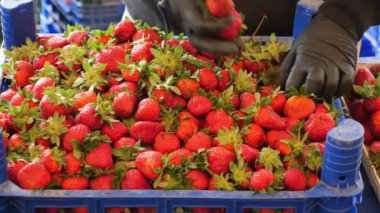  İstanbul 'da sokakta çilek satan adamlar ,